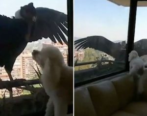 Aves enormes atacam cães poodles em apartamento; assista