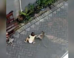 Macaco montado em bicicleta tenta ‘sequestrar’ criança; assista
