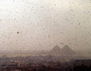 Nuvens de gafanhotos causam enormes prejuízos pelo mundo