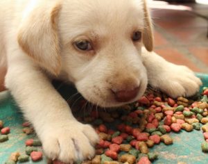 Prefeitura distribui mil kg de ração para animais de famílias cadastradas e protetores