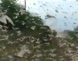 Nuvem de gafanhotos se aproxima do Brasil; assista os vídeos