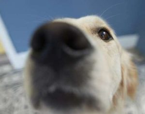 Cães podem farejar infecções de coronavírus, mostra estudo alemão