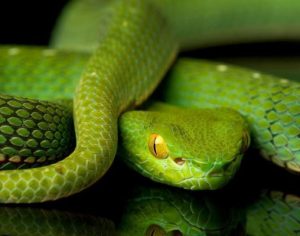 Sem soro no país, serpente apreendida em Brasília corre risco de ser sacrificada