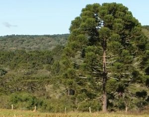 Justiça suspende corte de 231 araucárias em estrada rural do Paraná