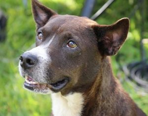 Londrina promove vacinação antirrábica para animais de rua