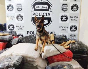 Cães policiais batem recorde de apreensão de drogas no Paraná