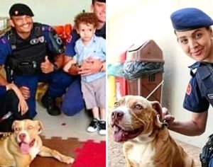 ‘Virou uma estrelinha’: Logan, o cãozinho da Guarda Municipal morre