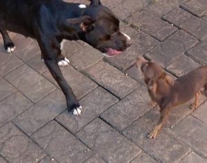 Pinscher é o principal ‘suspeito’ de engravidar cadela pitbull