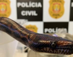 Polícia apreende mais uma cobra do estudante picado por naja