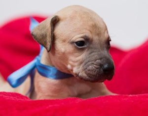 Shopping de Londrina realiza feira on-line para adoção de animais