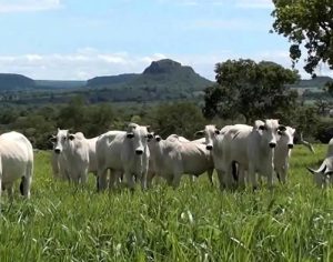 Ladrões furtam 50 cabeças de gado nelore no Norte do Paraná