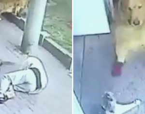 VÍDEO: gato cai na cabeça de idoso, o derruba e é perseguido pelo cão da ‘vítima’