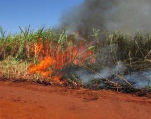 Por causa das chuvas, queima da cana volta a ser permitida no Paraná