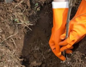 SEMA planta mudas em comemoração ao Dia da Árvore