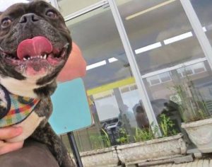 Dois cães testam positivo para covid-19 em Curitiba