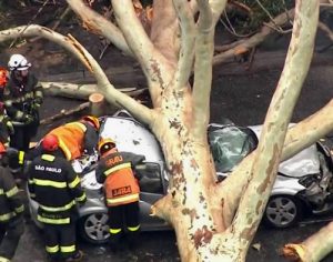Mãe morre na frente dos filhos após árvore cair sobre carro da família em SP