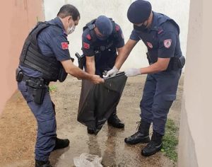 GM flagra maus tratos a animais em Londrina; cão morto e outro debilitado