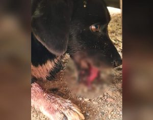 Criminosos colocam rojão na boca de cachorrinha no PR; polícia investiga