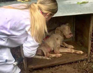 Paraná promove 2ª edição de curso para atendimento a maus-tratos animais