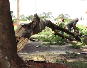 SEMA removeu 4 mil árvores comprometidas nos últimos 12 meses em Londrina