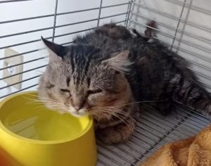 Sema registrou 613 casos de maus-tratos aos animais entre janeiro e setembro