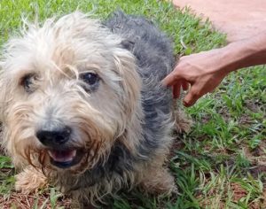 SEMA: Londrina tem feira de adoção de animais neste sábado