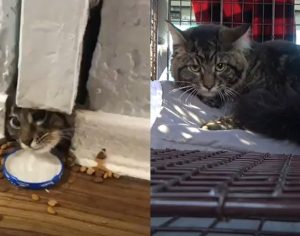 Gato é resgatado de dentro de um buraco na parede