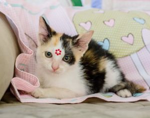 ‘Me Leva Para Casa’: 2ª edição tem dez pets para adoção em Londrina