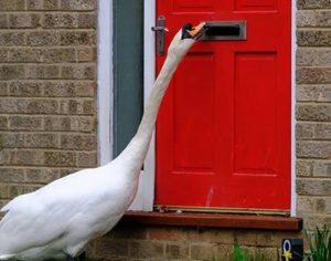 Cisne aterroriza bairro há 5 anos escolhendo uma porta por dia para bater por 3 horas