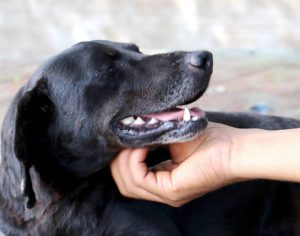 Londrina terá conteúdo sobre direitos dos animais nas escolas