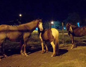 GM presta apoio para recolher 11 cavalos soltos em Londrina