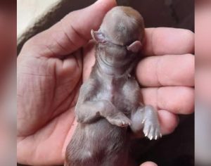 Cãozinho nasce sem olhos, orelhas, nariz e com duas línguas no Piauí; entenda