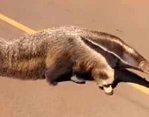 Tamanduá-bandeira vista ‘passeando’ em Londrina é resgatada; vídeo