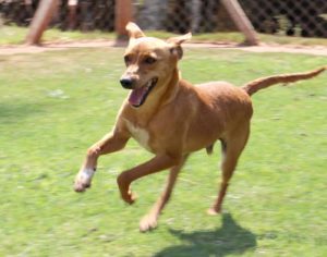 SEMA realiza campanha de adoção de animais no sábado