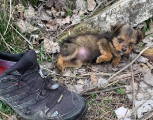 Cãozinho encontrado em um tênis velho ganha uma nova vida