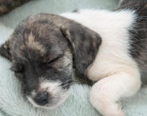 Londrina tem feira de adoção de cães e gatos neste domingo