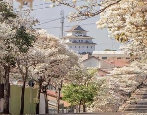 Incrível imagem da florada de ipês em Assaí