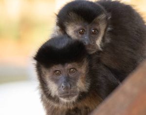 Bióloga da UEL orienta como lidar com macacos em prédio de Londrina