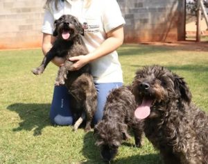 SEMA inicia ações do projeto-piloto ‘Cães na Escola’ em Londrina