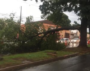 Menino de 13 anos morre ao ser atingido por galho no temporal em Londrina