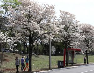 SEMA planta 50 mudas de ipês na Avenida dos Expedicionários