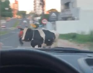 Vídeo mostra vaca atropelando motociclista em SC; assista