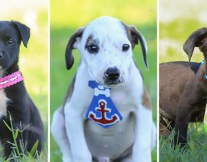 Shopping tem feira de adoção de animais neste domingo; fotos