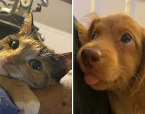 Fofura! 15 bichinhos que não escondem o amor que sentem pelos donos