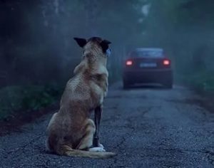 SEMA reforça divulgação sobre maus-tratos e abandono de animais