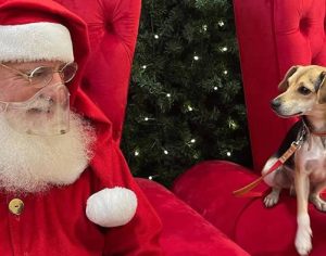 Cãozinho foge de casa, pega ônibus e vai passear no shopping