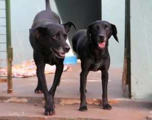 Londrina abre licitação para hospedagem de cães e gatos vítimas de maus-tratos