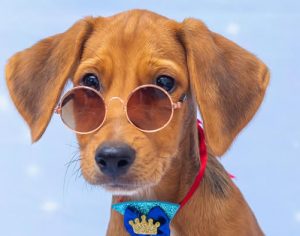 Feira de Adoção de animais procura lar para 25 filhotes em Londrina