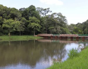 Quase 2 mil pessoas visitam o Parque Arthur Thomas em reabertura