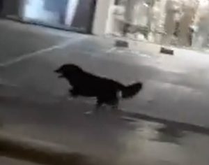 Internautas tentam localizar cãozinho de vídeo em Londrina
